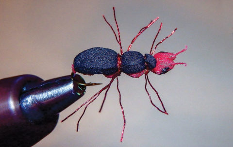 red ant fly