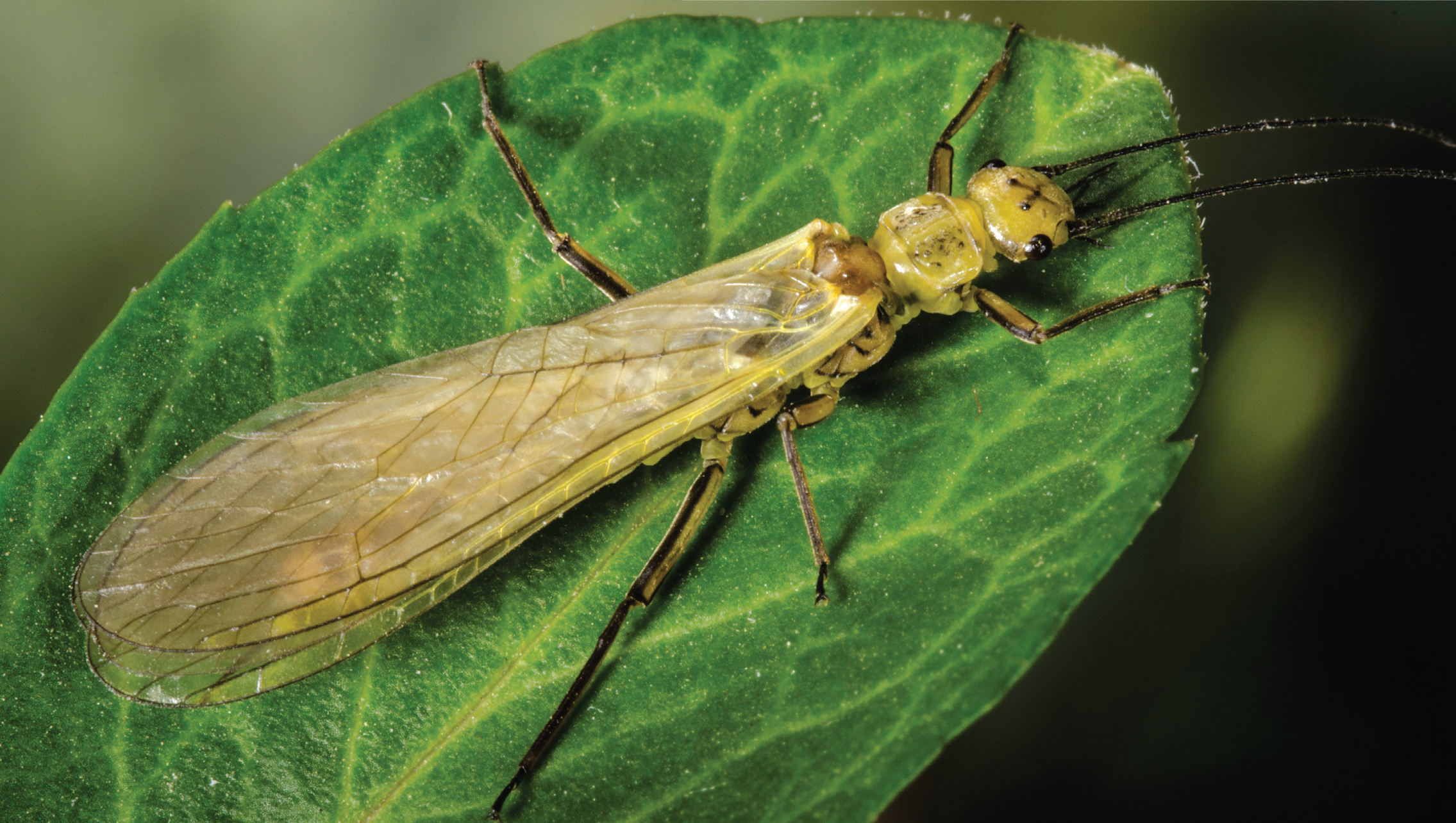 The bodies of yellow sally females can reach up to 14 millimeters long; the males are a little shorter. These insects have two tails and two long antennae. When not in flight, their wings fold over the tops of their abdomens.