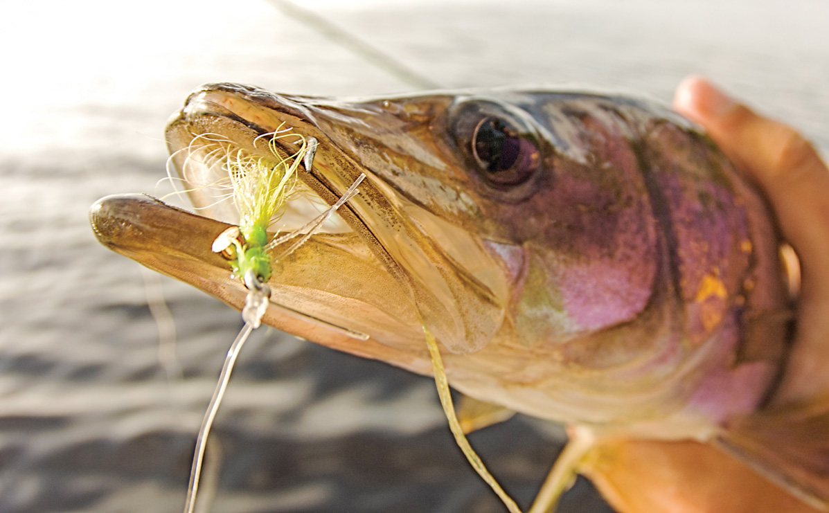 An Everglades Fly Fishing Adventure
