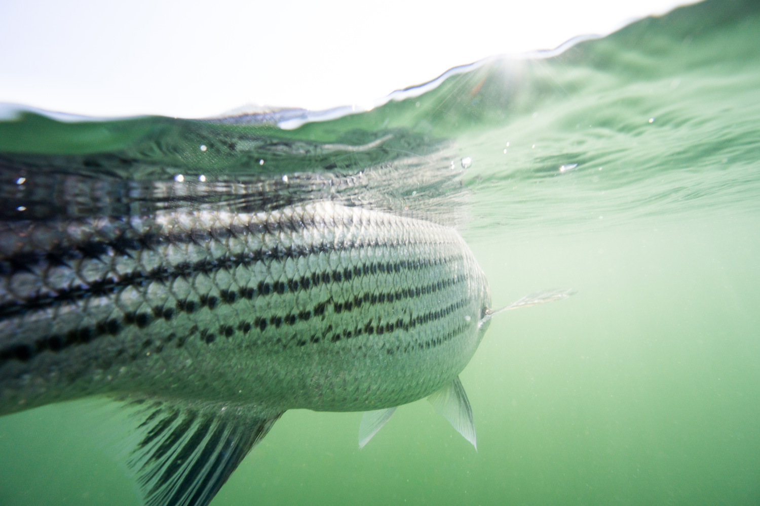 The Complete Guide to Freshwater Striped Bass