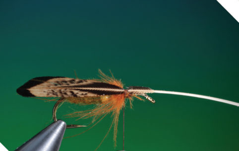 A Caddisfly for All Occasions | Fly Tyer