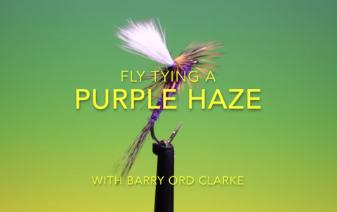 Purple Haze fly