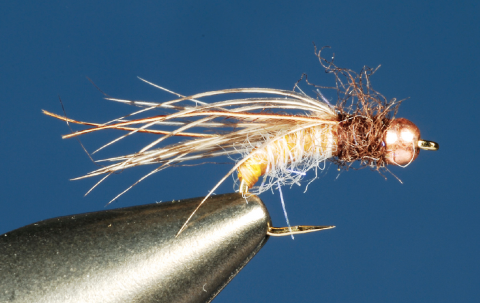 caddis pupa