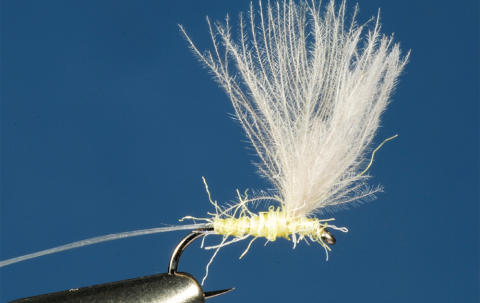 plume tip