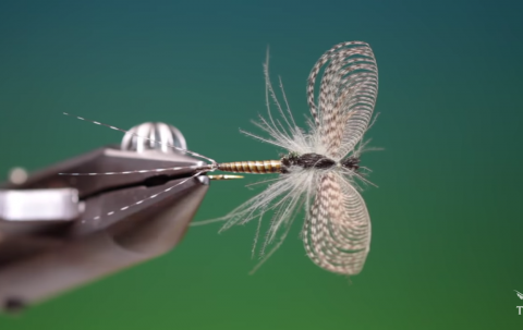 mayfly spinner