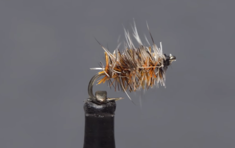 buzzball fly