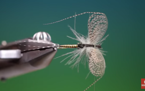mayfly spinner