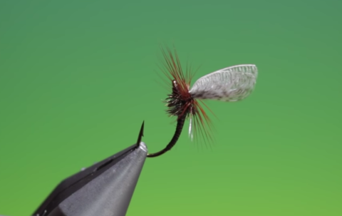 wally wing emerger