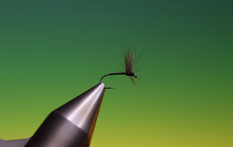 midge fly
