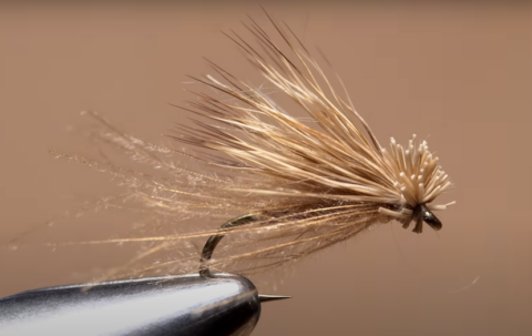 Cassidry Fly