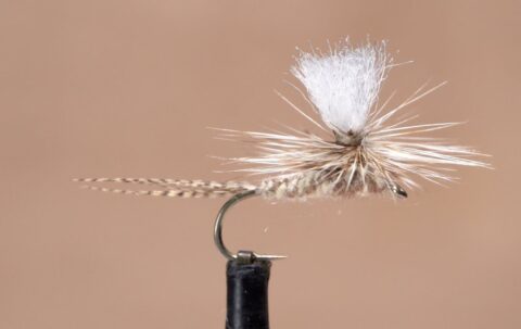 Light Cahill Parachute